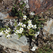 Cerastium uniflorum - Photo (c) paolapalazzolo, todos los derechos reservados, subido por paolapalazzolo