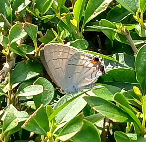 Common Hairstreak