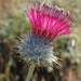 Cobwebby Thistle - Photo (c) Rick Wachs, all rights reserved, uploaded by Rick Wachs