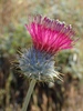 Cobwebby Thistle - Photo (c) Rick Wachs, all rights reserved, uploaded by Rick Wachs