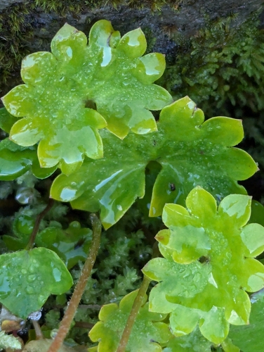 Heartleaf Saxifrage