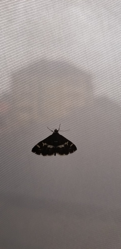 Hawaiian Beet Webworm Moth