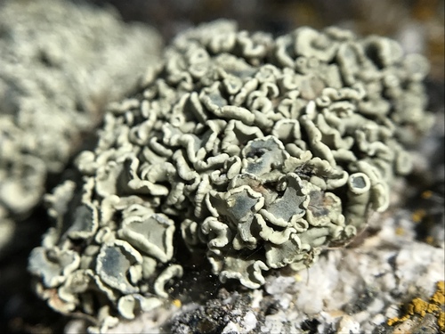 Green Rock-posy