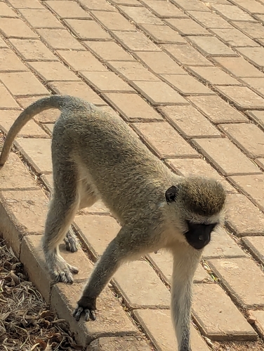 Vervet Monkey