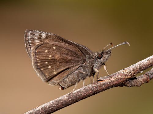 Dreamy Duskywing
