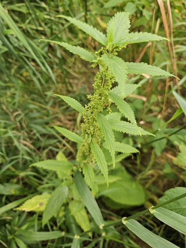 slender stinging nettle