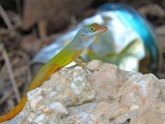 Watts' Anole