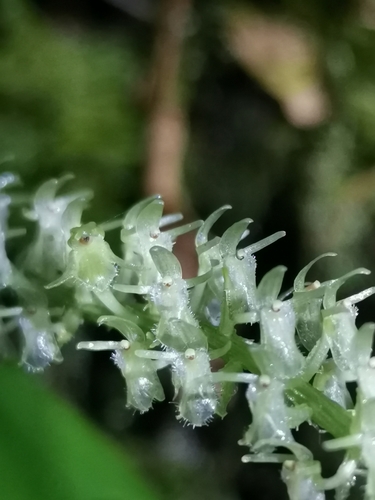 Crossoglossa blephariglottis