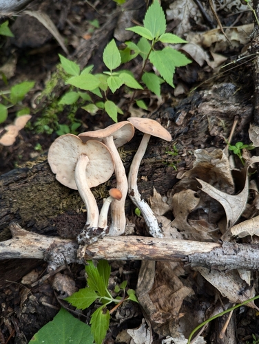 Rhodocollybia laulaha