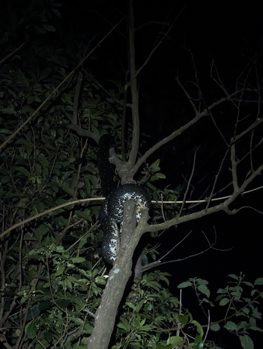 Diamond Python sighting