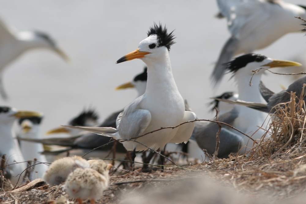 Chinese Crested Tern photo