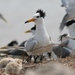Chinese Crested Tern - Photo (c) HUANG QIN, all rights reserved, uploaded by HUANG QIN