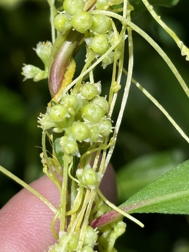 smartweed dodder (Cuscuta polygonorum)