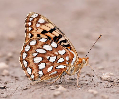 Coronis Fritillary