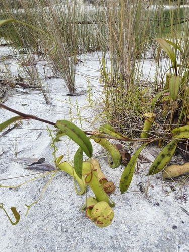 Slender Pitcher-Plant