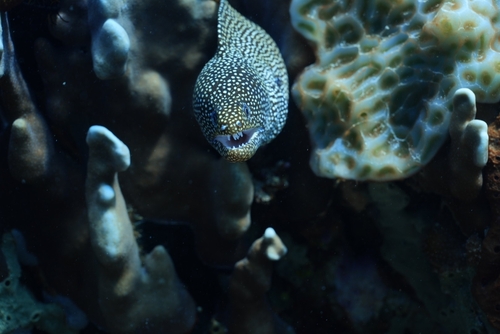 Whitemouth Moray — seen at this dive site