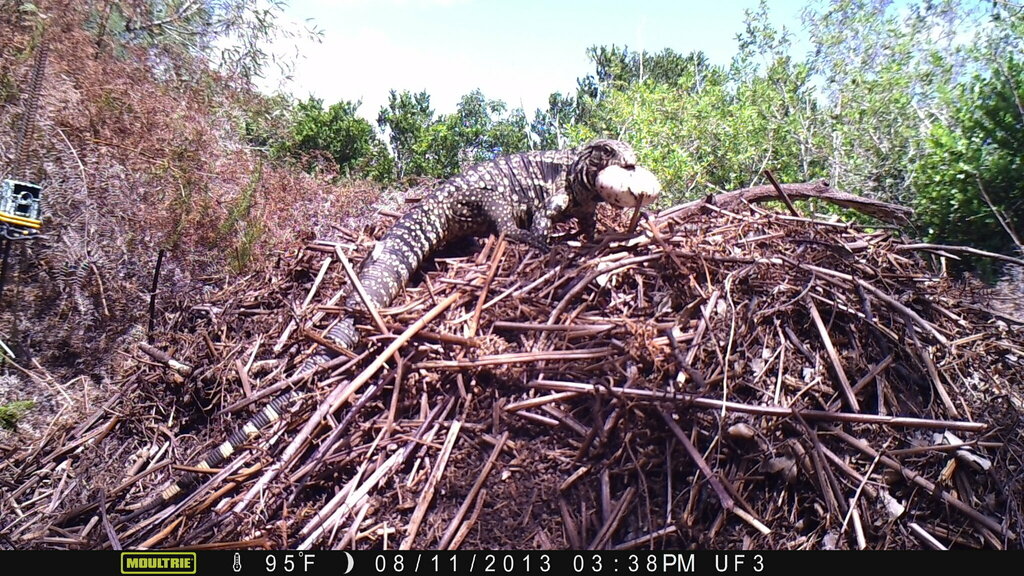 Argentine Black-and-white Tegu from Miami-Dade County, FL, USA on ...