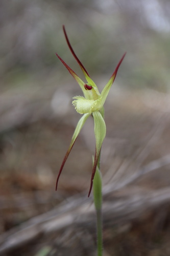 Caladenia