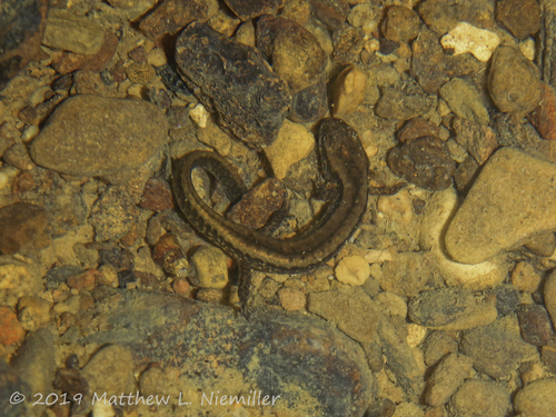 Long-tailed Salamander