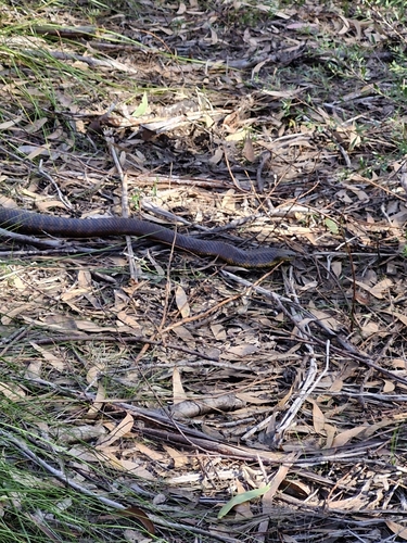 Tiger Snake sighting