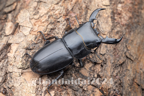 Serrognathus titanus platymelus