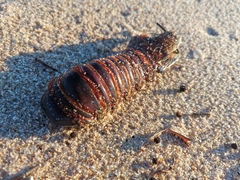 Western rock lobster