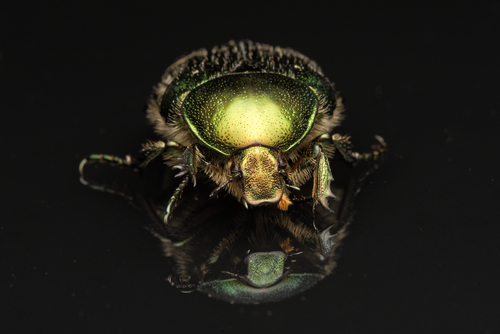 Paprastasis auksavabalis nuotrauka
