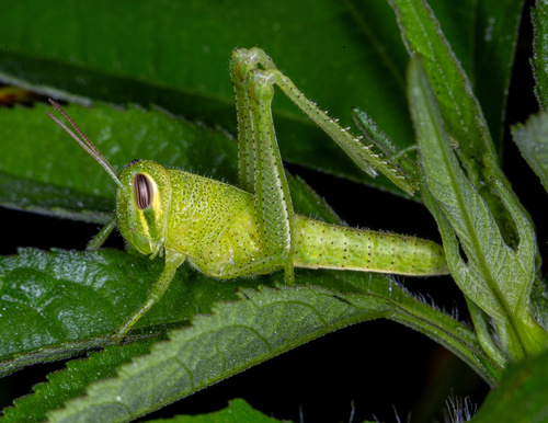American Bird Grasshopper