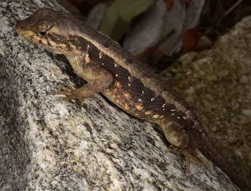 Longtail Spiny Lizard