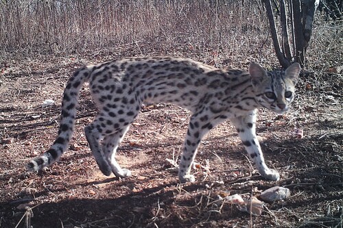 Leopardus tigrinus