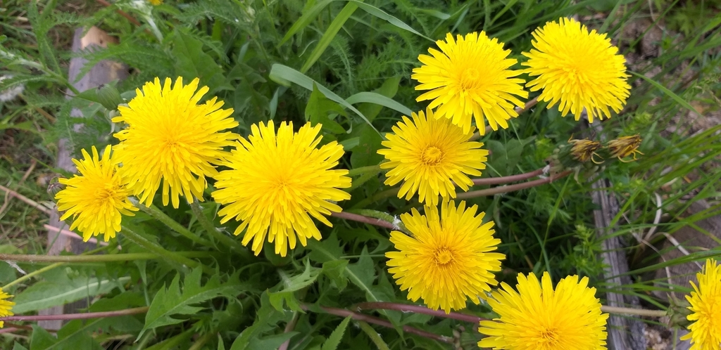 서양민들레 from Свердловская обл., Россия... Чубукова · iNaturalist 서양민들레 (Taraxacum officinale)