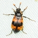 Nicrophorus quadripunctatus - Photo (c) WonGun Kim, todos los derechos reservados, subido por WonGun Kim