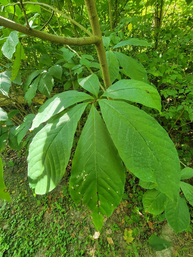 common pawpaw from Darke County, US-OH, US on August 21, 2024 at 12:53 ...