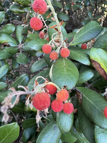 Summer Holly fruiting
