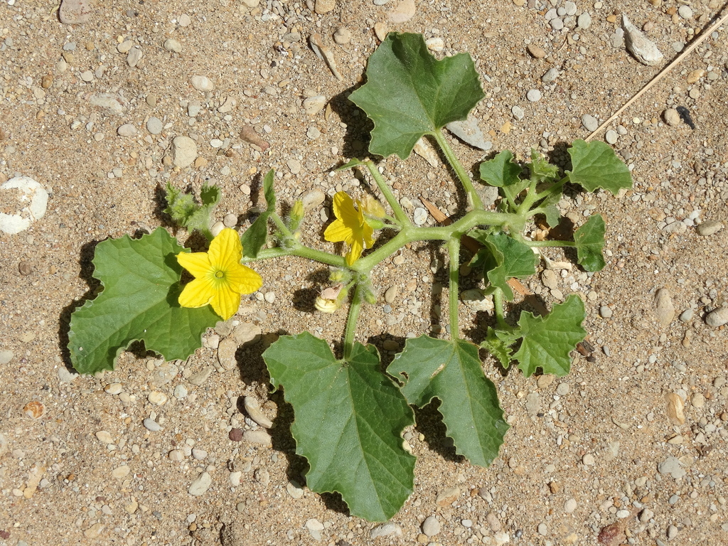 Cucumis melo
