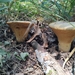 Leathery-veiled Bolete - Photo (c) Paige Bockman, all rights reserved, uploaded by Paige Bockman