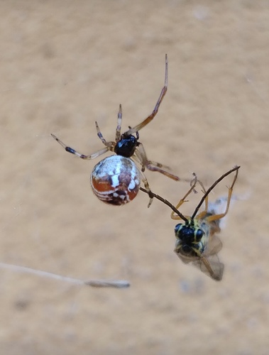 Parasteatoda lunata