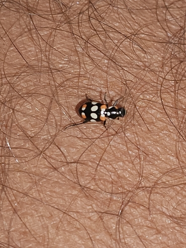 Eriopis connexa