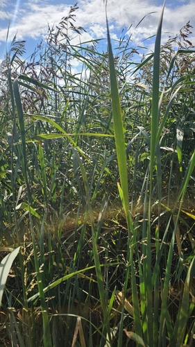 American common reed
