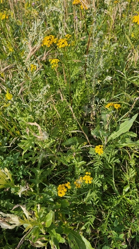 tansy