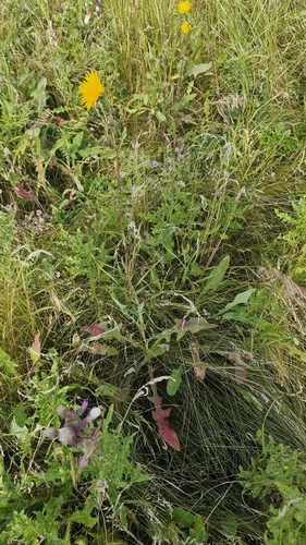 Perennial Sow Thistle