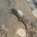 Western Snake-eyed Lizard - Photo (c) Abdenour Kheloufi, all rights reserved, uploaded by Abdenour Kheloufi