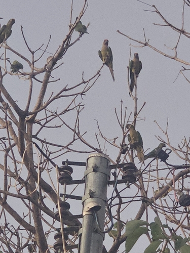 Peach-fronted Parakeet