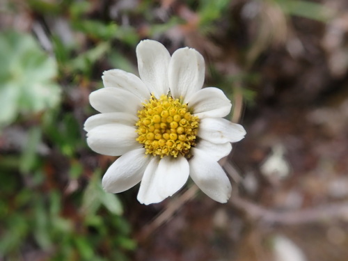 Arctanthemum integrifolium (Richardson) Tzvelev