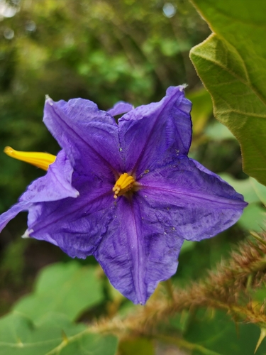 Solanum crinitum Lam.