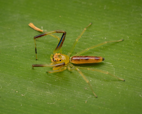 Astilodes mariae Żabka, 2009