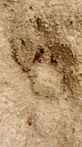 Macrotermes bellicosus