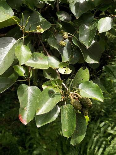 Italian alder