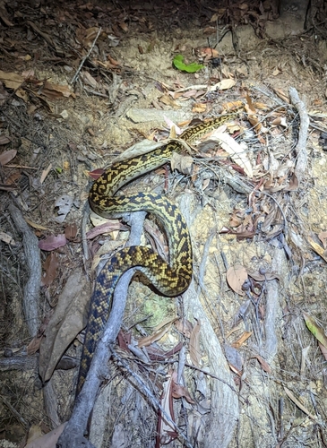 Australian Scrub Python sighting