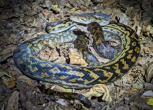 Australian Scrub Python sighting